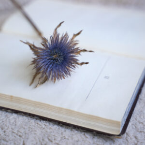 high-angle-plant-open-notebook